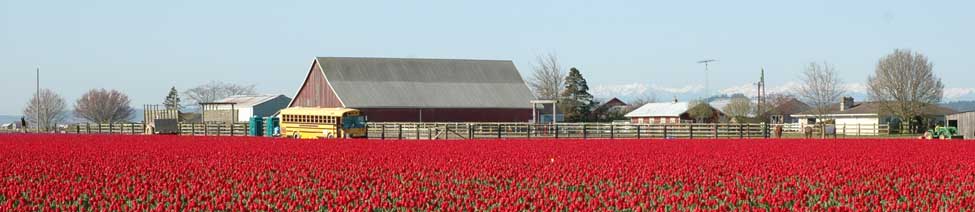 Ranch in tulips (migrant workers use bus to eat there lunch) 