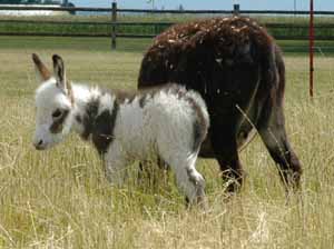 One Day Old