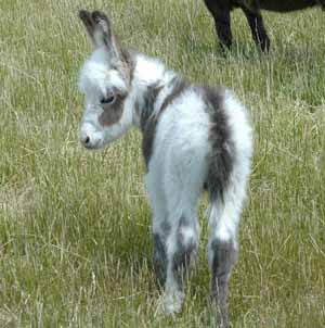 One Day Old