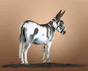 Circle C Highlite National Champion Foal