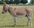 Reserve a foal  from this CHAMPION PRODUCER today
