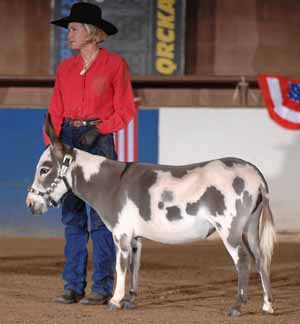 2010 NMDA Reserve Champion Spotted Class