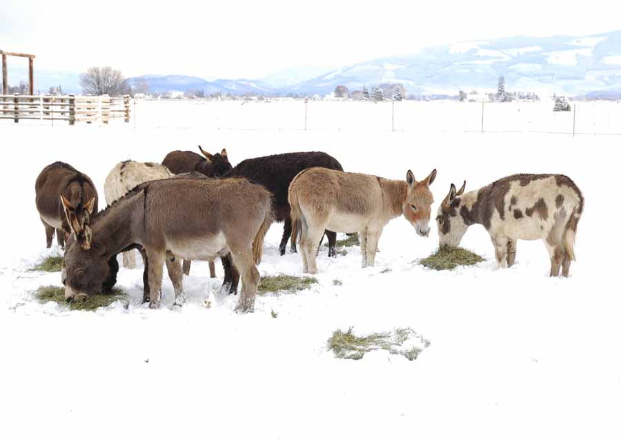 Picture was taken two winters ago. CLICK ON PICTURE TO SEE OUR  BROOD JENNETS