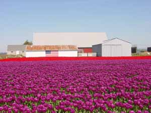 Ranch in tulips